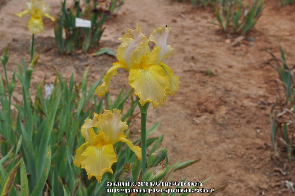 Photo of Tall Bearded Iris (Iris 'Mojave Moods') uploaded by Cuzz4short