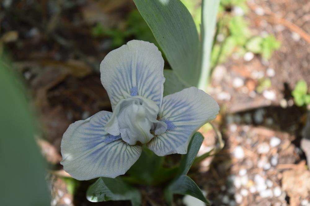 Photo of Standard Dwarf Bearded Iris (Iris 'Miss Meredith') uploaded by Dachsylady86