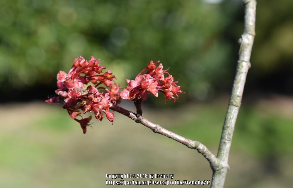 Photo of Red Maple (Acer rubrum) uploaded by Frenchy21