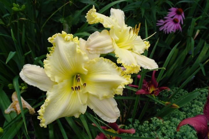 Photo of Daylily (Hemerocallis 'See Me-Feel Me-Touch Me') uploaded by Joy