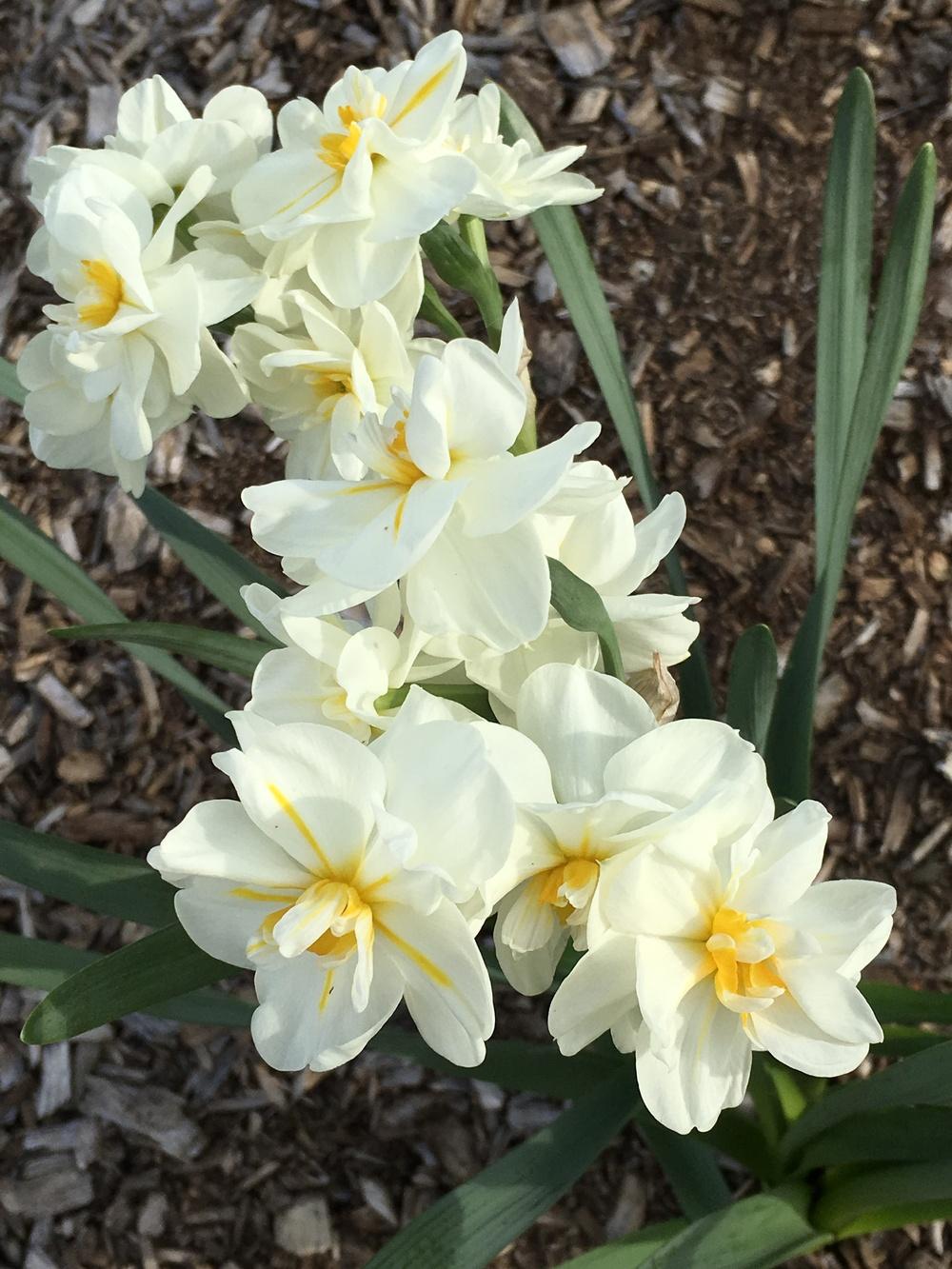 Photo of Double Daffodil (Narcissus 'Sir Winston Churchill') uploaded by Legalily