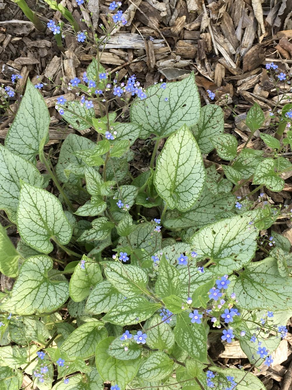 Photo of Silver Siberian bugloss (Brunnera macrophylla 'Jack Frost') uploaded by Legalily