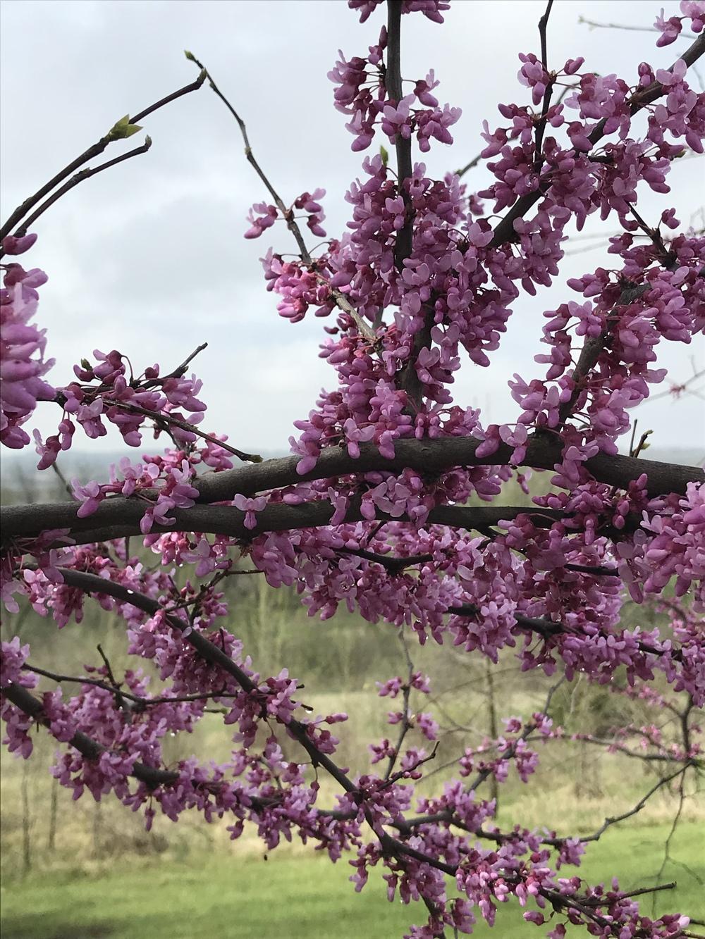 Photo of Eastern Redbud (Cercis canadensis) uploaded by Legalily