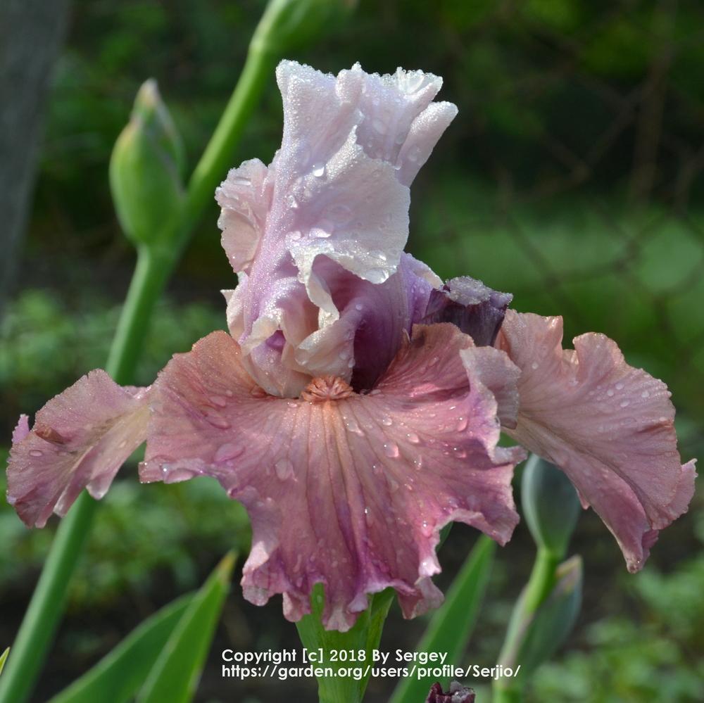 Photo of Tall Bearded Iris (Iris 'Sherbet Bomb') uploaded by Serjio