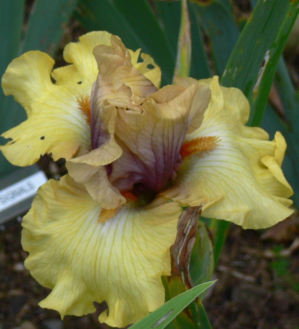 Photo of Tall Bearded Iris (Iris 'Desert Moth') uploaded by janwax