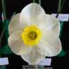 Daffodil show