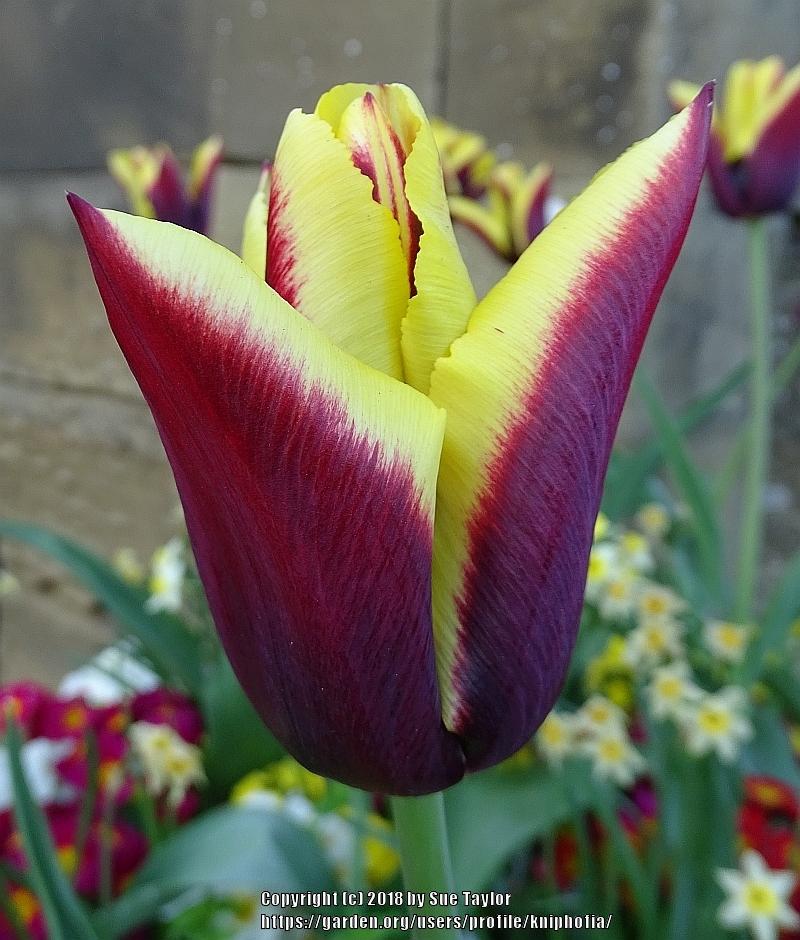Photo of Triumph Tulip (Tulipa 'Gavota') uploaded by kniphofia