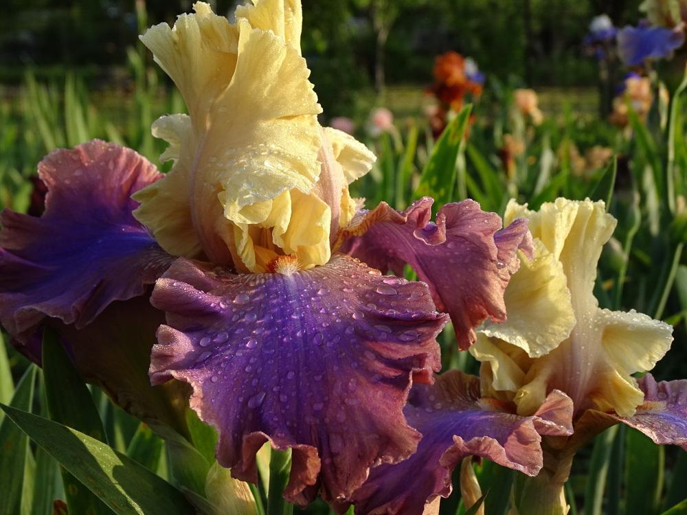 Photo of Tall Bearded Iris (Iris 'Dream Til Dawn') uploaded by kvitochka