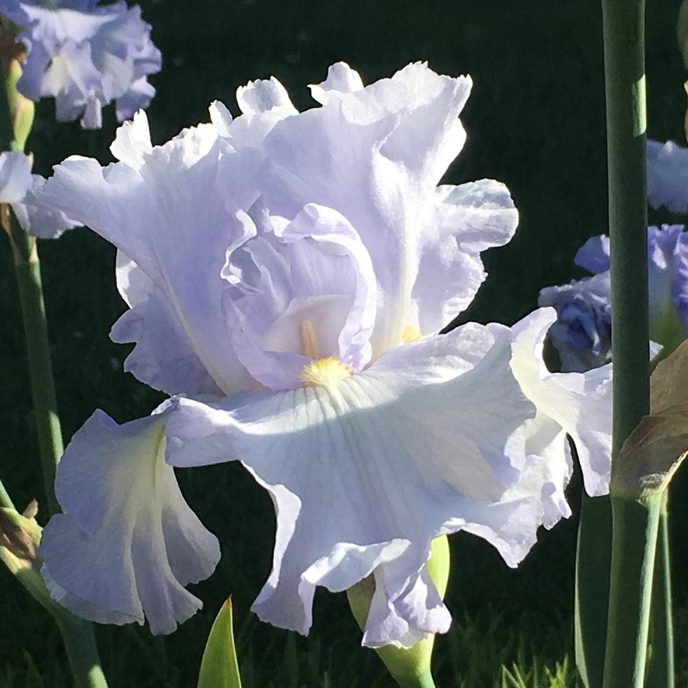 Photo of Tall Bearded Iris (Iris 'Absolute Treasure') uploaded by lilpod13