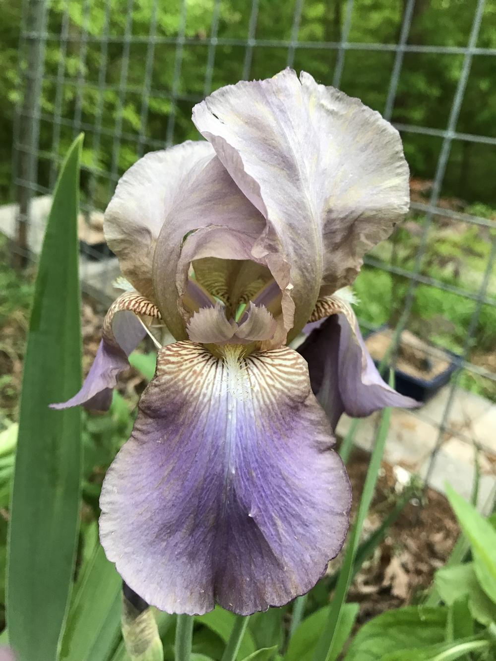Photo of Tall Bearded Iris (Iris 'Beotie') uploaded by urania1
