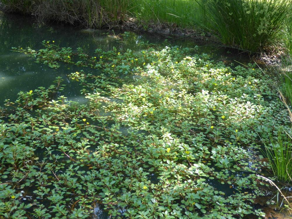 Photo of Water Primrose (Ludwigia peploides) uploaded by wildflowers
