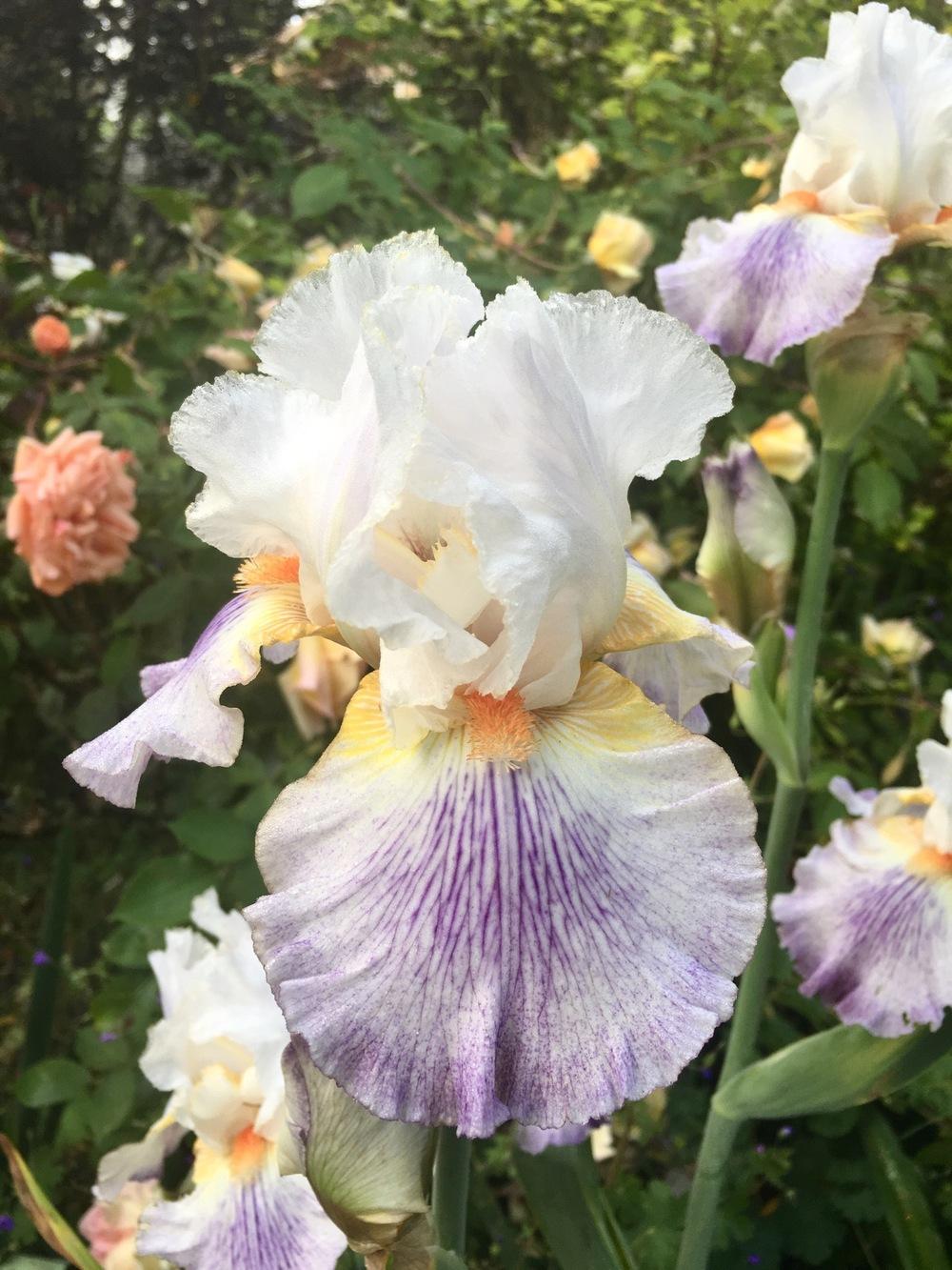 Photo of Tall Bearded Iris (Iris 'Puccini') uploaded by Calif_Sue