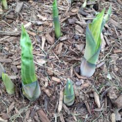 Location: In my garden, Falls Church, VA
Date: 2018-04-22
This year's new shoots popping up!