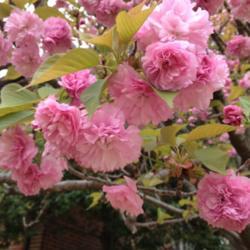 Location: In my mom's garden, Falls Church, VA
Date: 2018-04-17
Beautiful spring blooms!