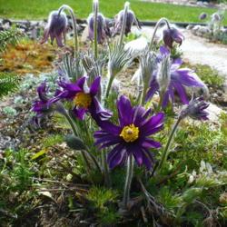 Location: Nora's Garden - Castlegar, B.C.
Date: 2018-05-01
The second burst of bloom is also stunning.