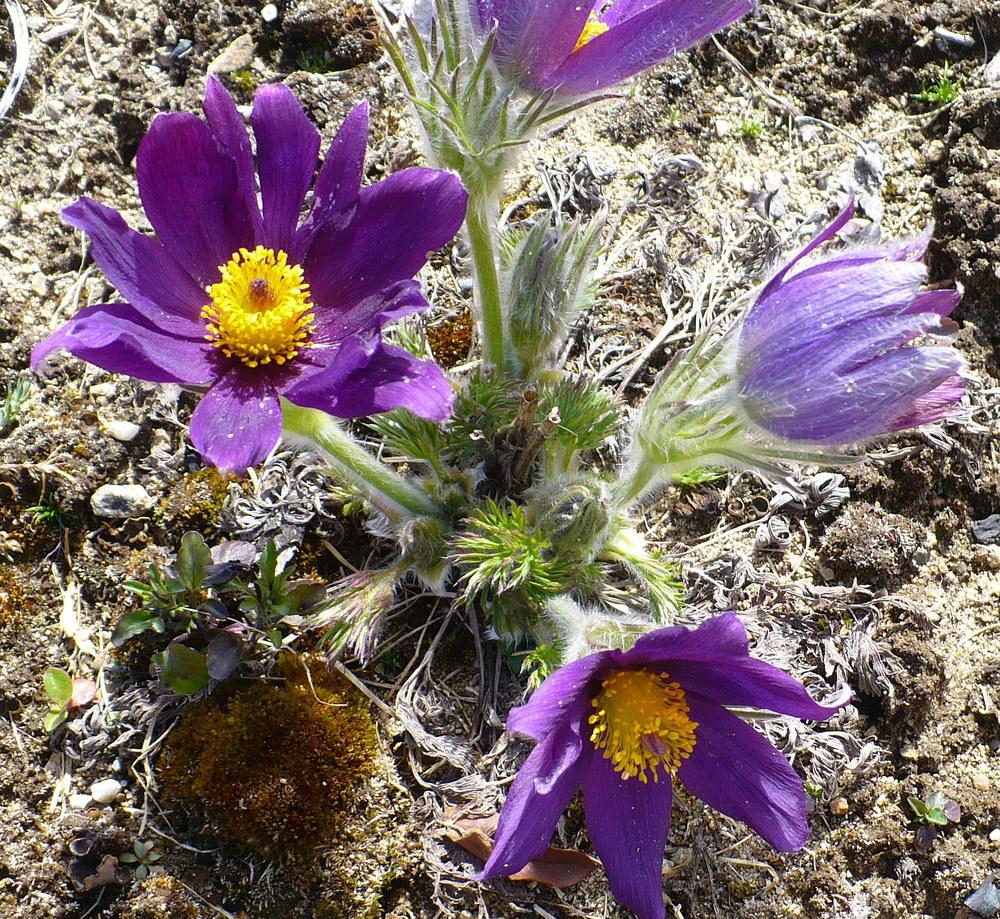 Photo of Pasque Flower (Pulsatilla grandis subsp. grandis) uploaded by HemNorth