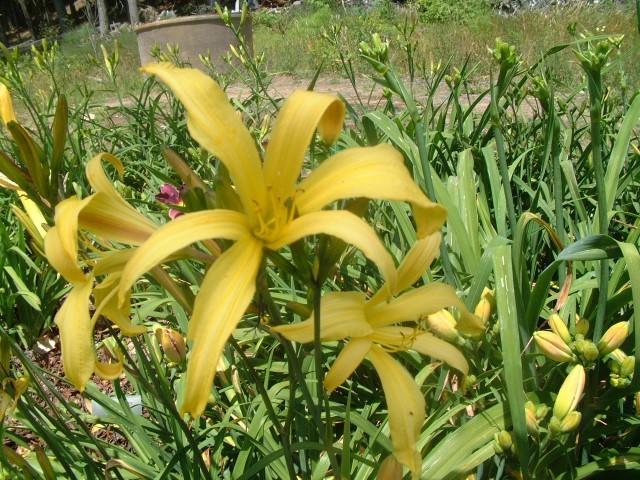 Photo of Daylily (Hemerocallis 'Yellow Hornet') uploaded by Joy