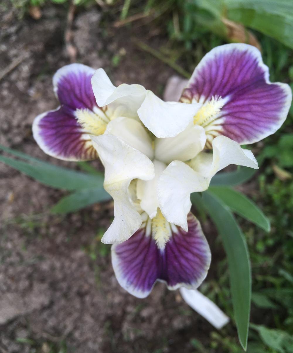 Photo of Standard Dwarf Bearded Iris (Iris 'Making Eyes') uploaded by Lbsmitty