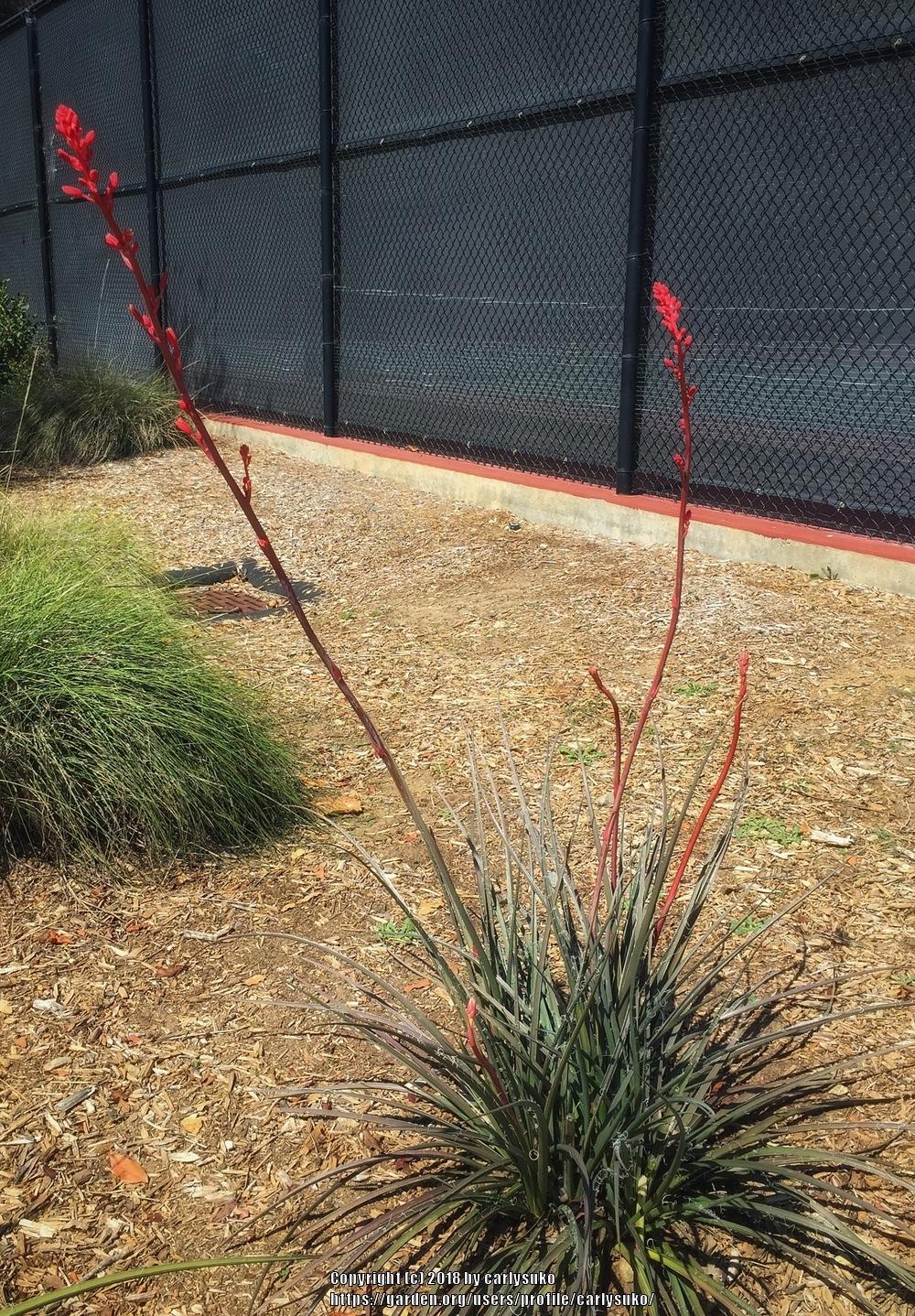 Photo of Red Yucca (Hesperaloe parviflora) uploaded by carlysuko
