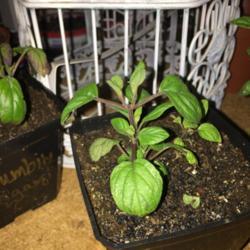 Location: Coastal San Diego County 
Date: 2018-05-08
Growing nicely! Seeds from Robin’s Seeds.