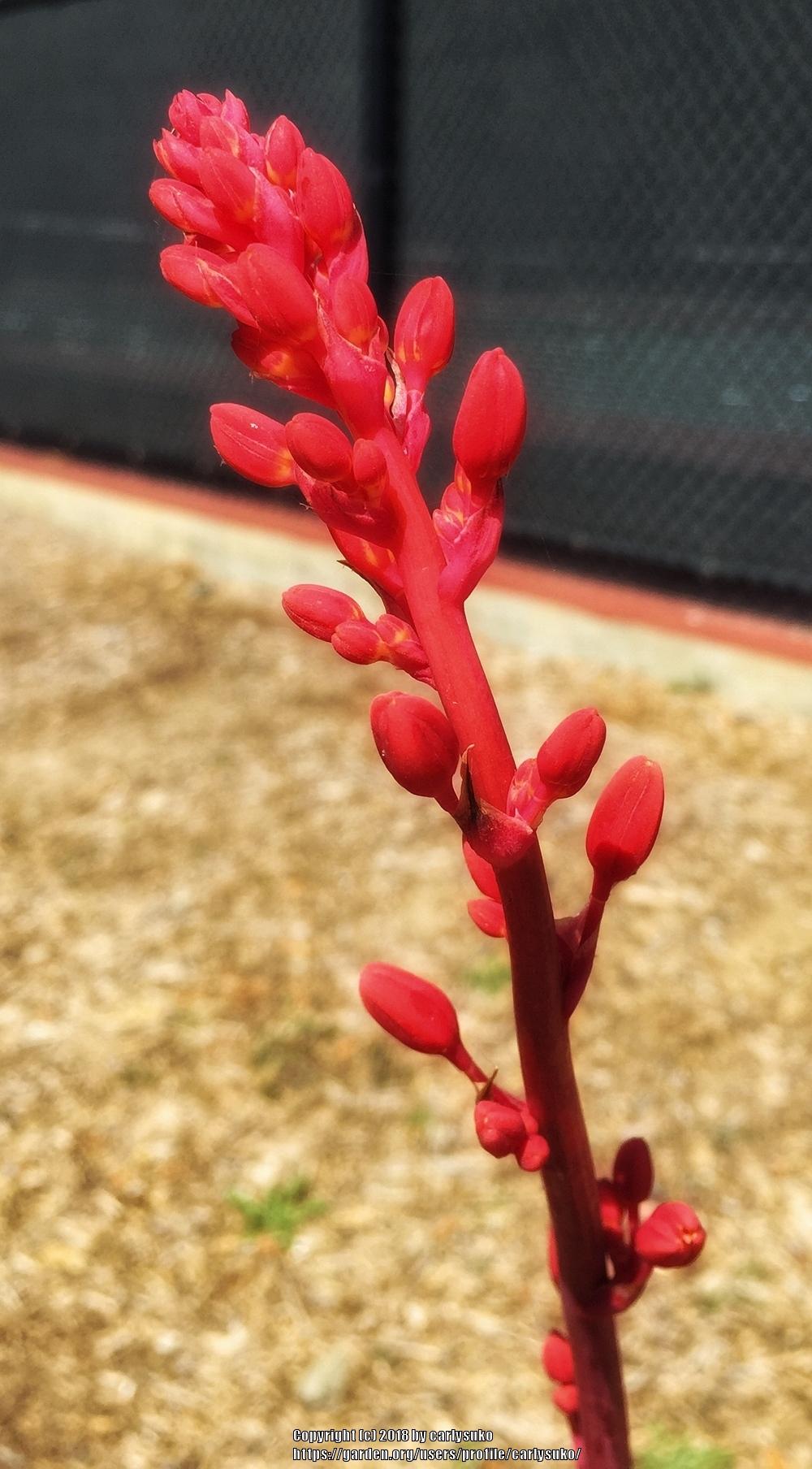 Photo of Red Yucca (Hesperaloe parviflora) uploaded by carlysuko