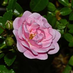 Location: Botanical Gardens of the State of Georgia...Athens, Ga
Date: 2018-05-07
Fairy Shrub Rose 008