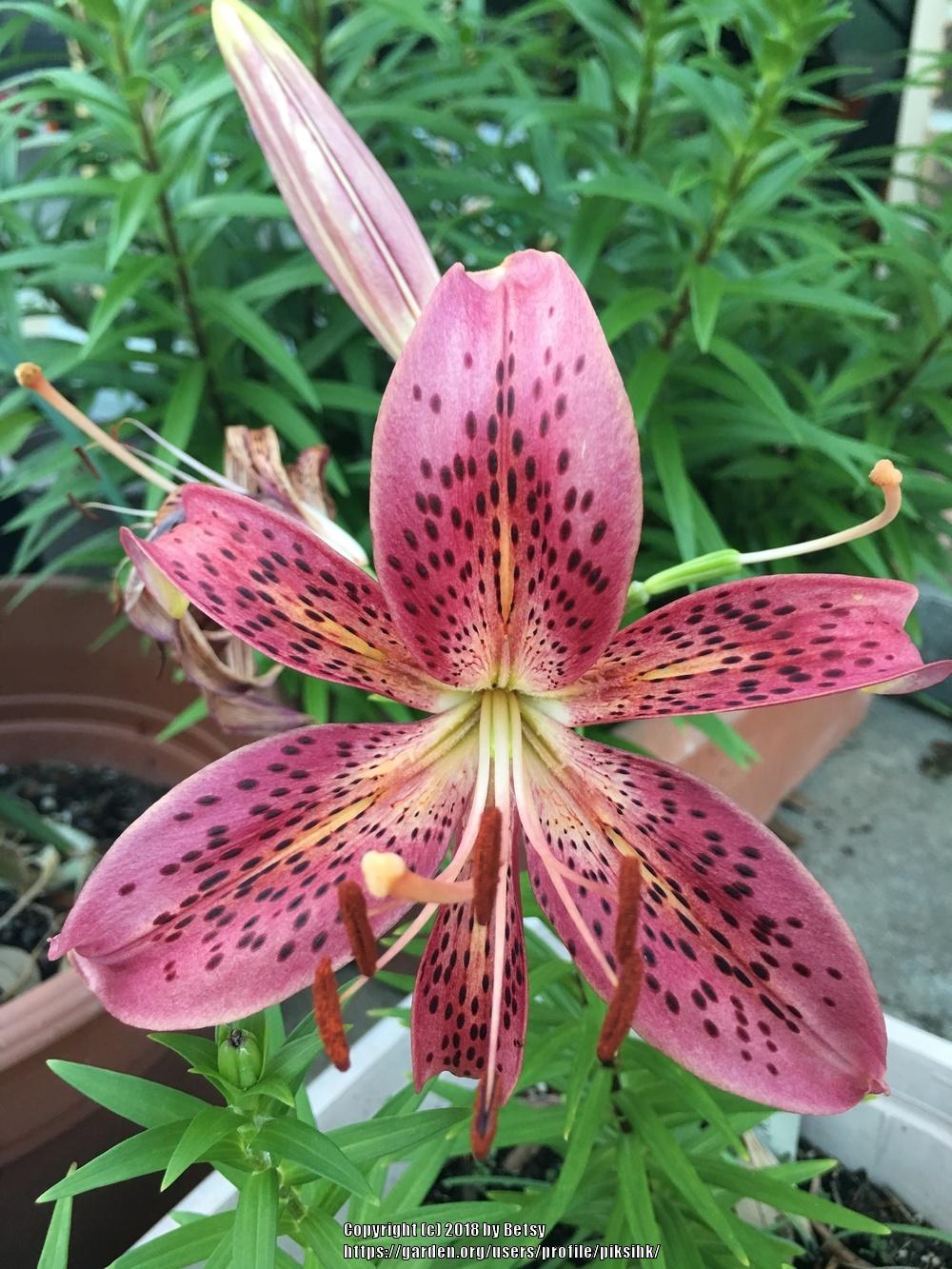 Photo of Lily (Lilium 'Red Galaxy') uploaded by piksihk