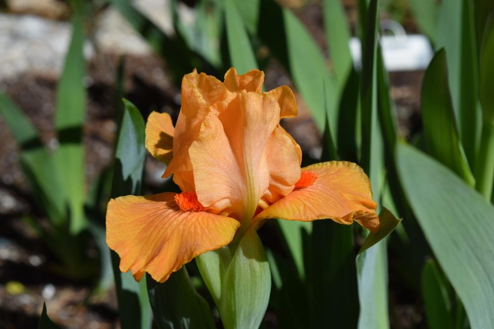 Photo of Standard Dwarf Bearded Iris (Iris 'Allumez le Feu') uploaded by Dachsylady86