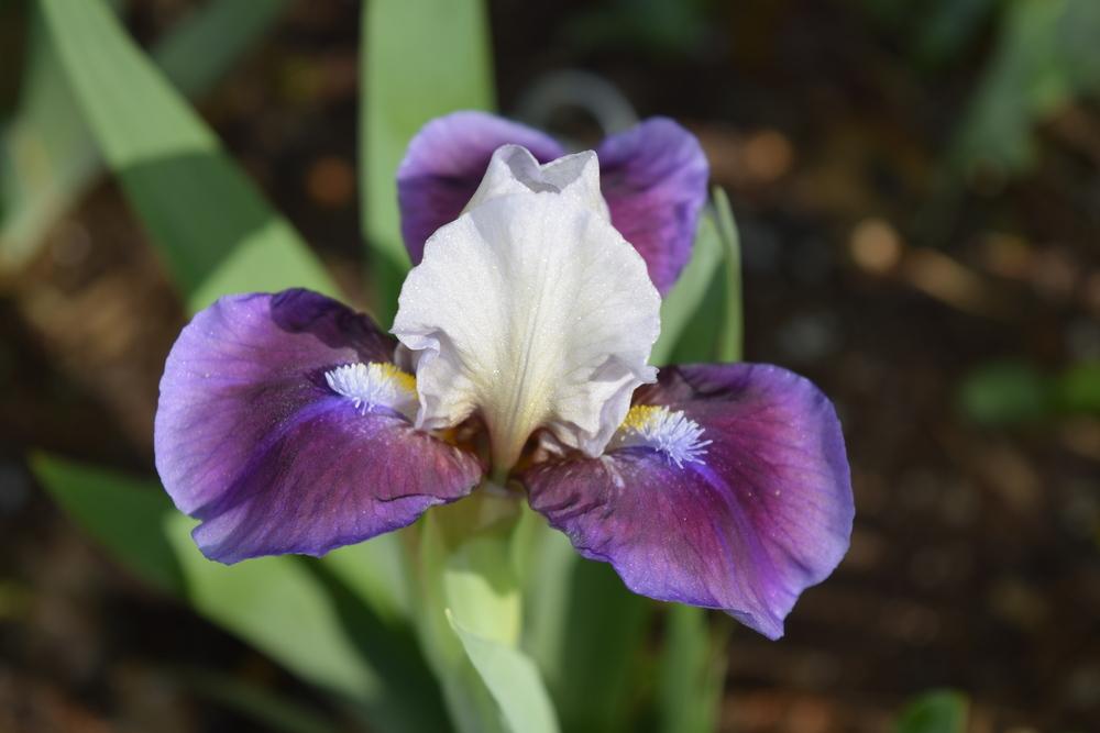 Photo of Standard Dwarf Bearded Iris (Iris 'Reboot') uploaded by Dachsylady86