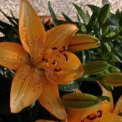 
Date: 2018-05-07
Asiatic Lily