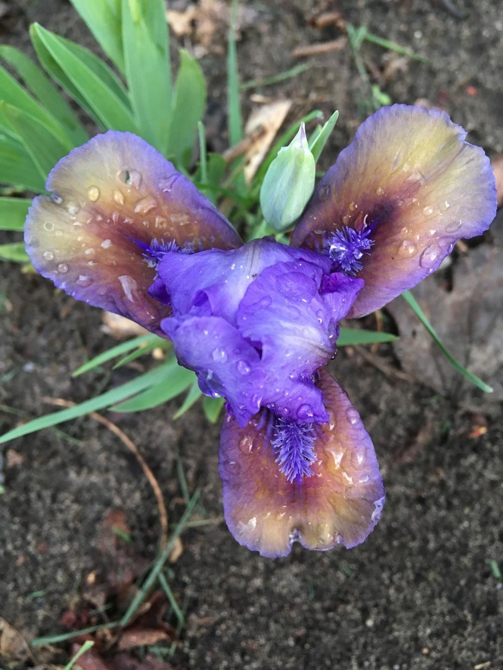 Photo of Standard Dwarf Bearded Iris (Iris 'Blueberry Tart') uploaded by Lbsmitty