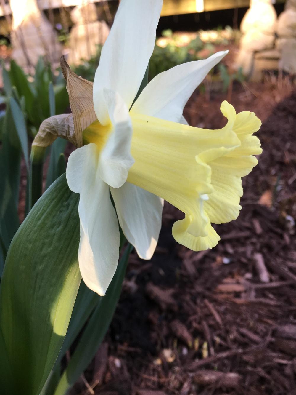 Photo of Jonquilla Daffodil (Narcissus 'Golden Echo') uploaded by Lucichar