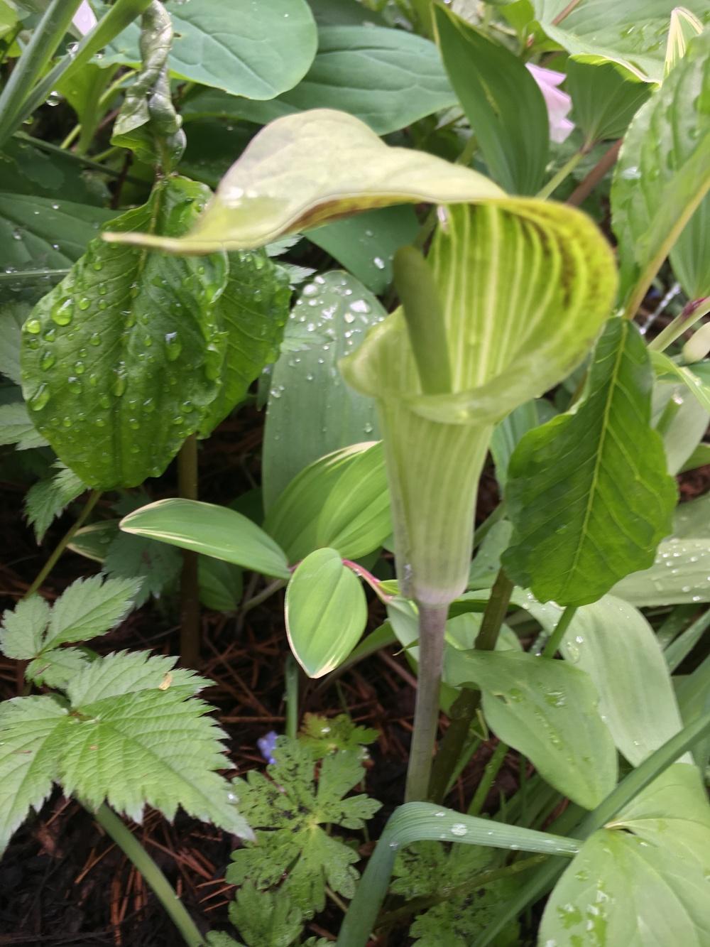 Photo of Jack in the Pulpit (Arisaema triphyllum) uploaded by Lucichar