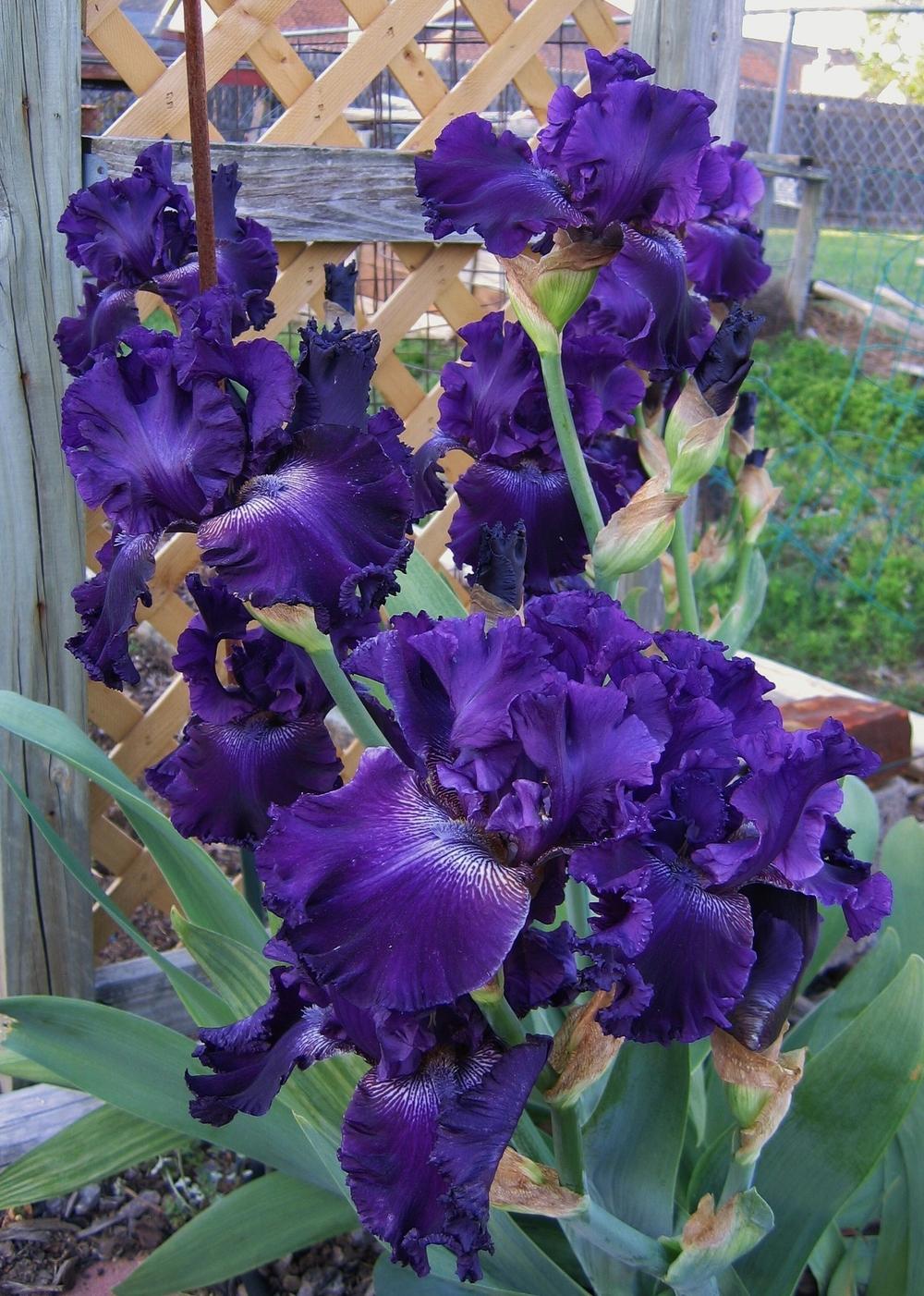Photo of Tall Bearded Iris (Iris 'Hollywood Nights') uploaded by Maryl