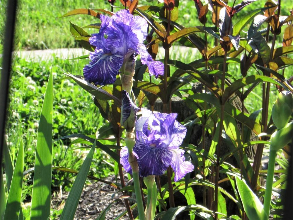 Photo of Border Bearded Iris (Iris 'Batik') uploaded by SongofJoy