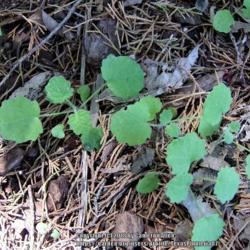 Location: Plano, TX
Date: 2018-05-10
I found a few seedlings around the parent plants. This is the fir