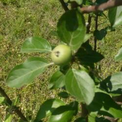 Location: Oklahoma
Date: 2018-05-10
Snow Apple with growing fruit.