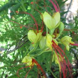 Location: Kyle, Texas
Date: 2018-05-11
While often overshadowed by the showier Pride of Barbados, this o