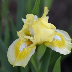 Location: Oxfordshire, England
Date: 2018-05-10
a very cheerful little iris