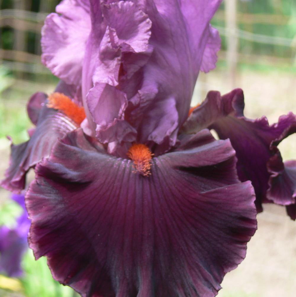 Photo of Tall Bearded Iris (Iris 'Up in Flames') uploaded by janwax