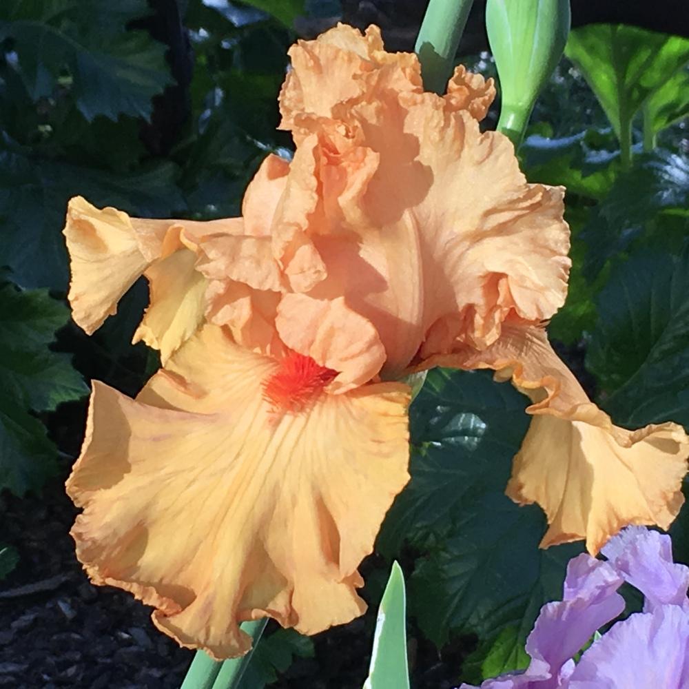 Photo of Tall Bearded Iris (Iris 'Orange Harvest') uploaded by lilpod13