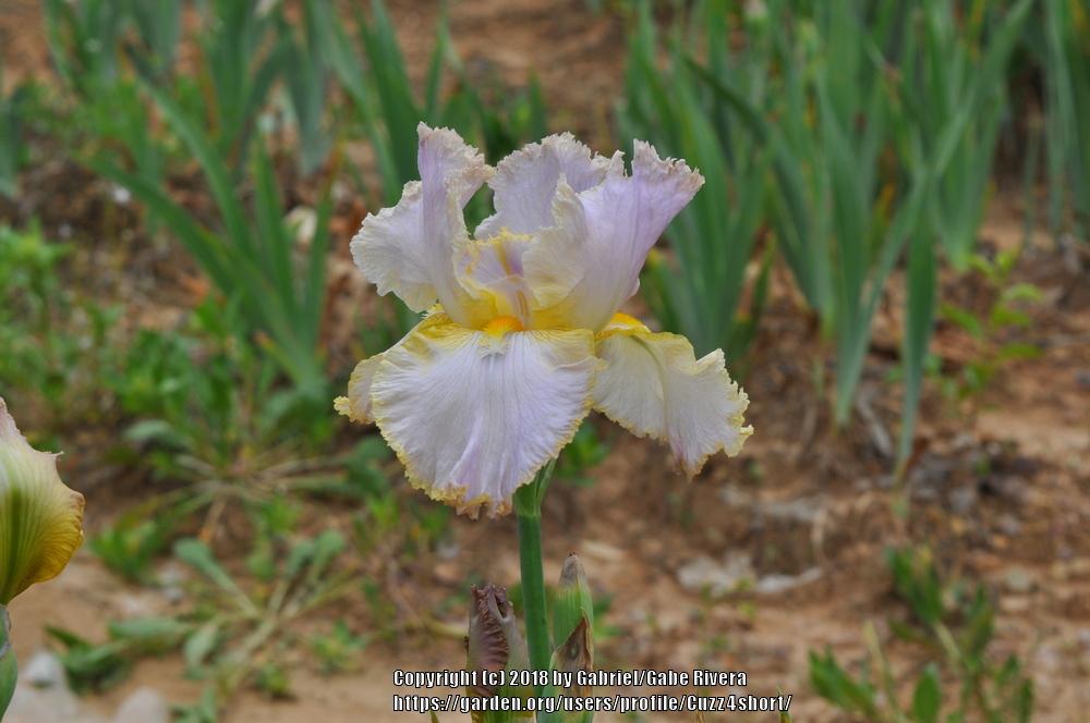 Photo of Tall Bearded Iris (Iris 'Butterscotch Trim') uploaded by Cuzz4short