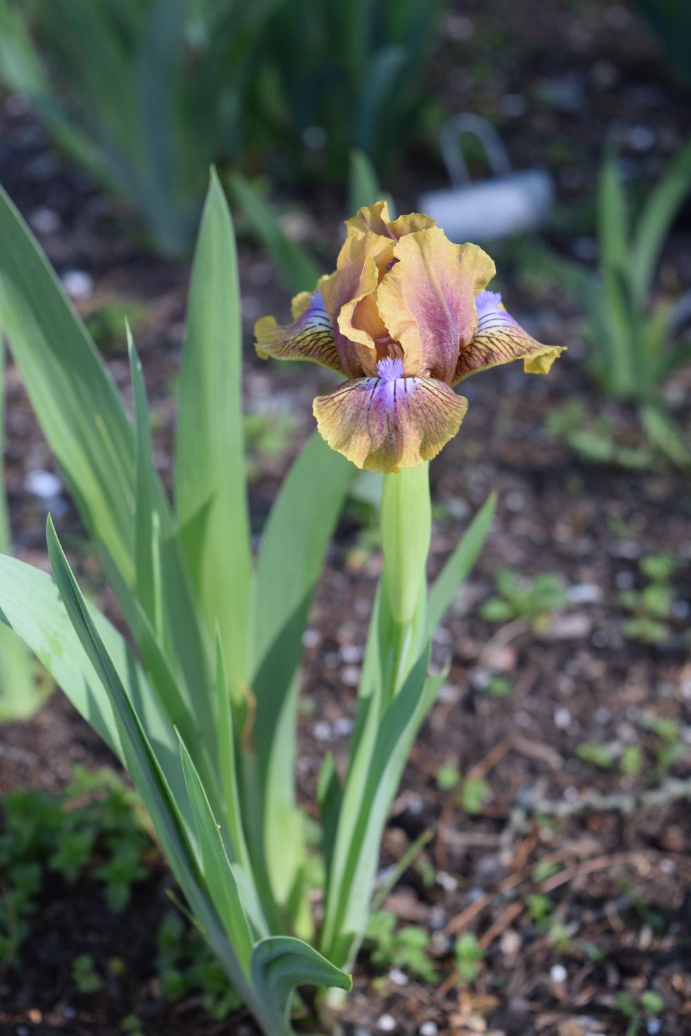 Photo of Standard Dwarf Bearded Iris (Iris 'Kewlopolis') uploaded by Dachsylady86