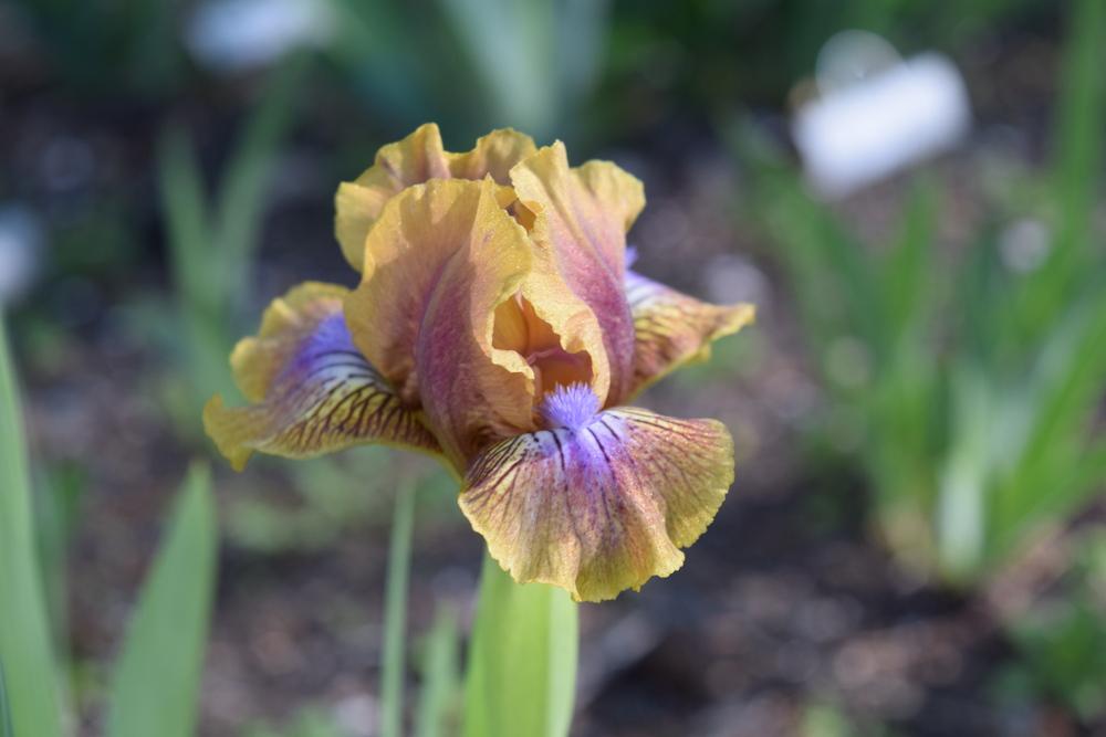 Photo of Standard Dwarf Bearded Iris (Iris 'Kewlopolis') uploaded by Dachsylady86
