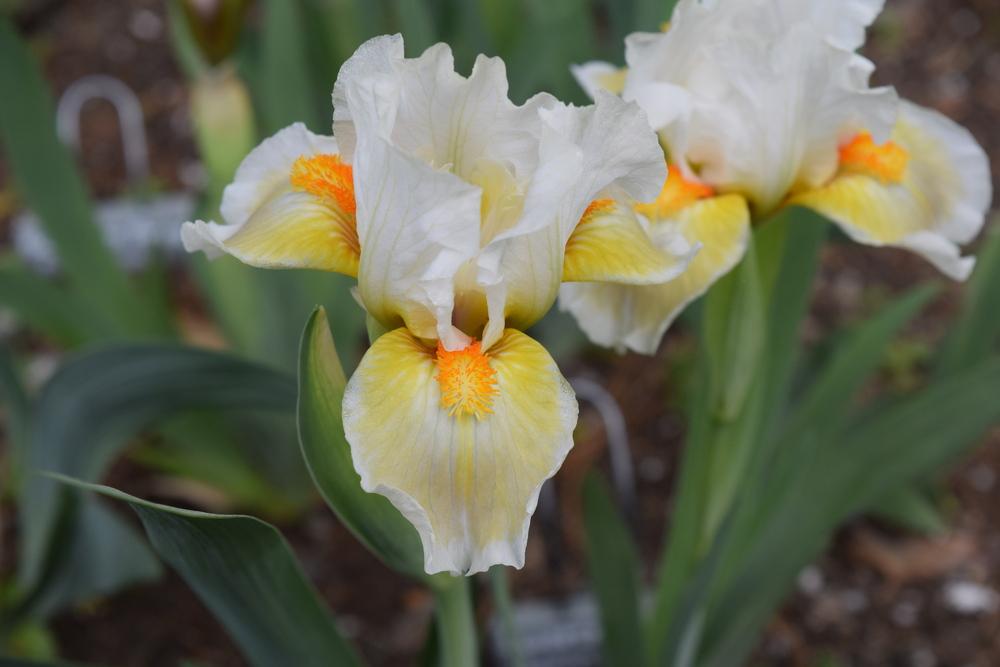 Photo of Standard Dwarf Bearded Iris (Iris 'Lumalite') uploaded by Dachsylady86