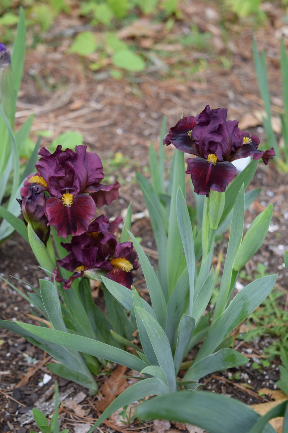 Photo of Standard Dwarf Bearded Iris (Iris 'Atomic Glow') uploaded by Dachsylady86