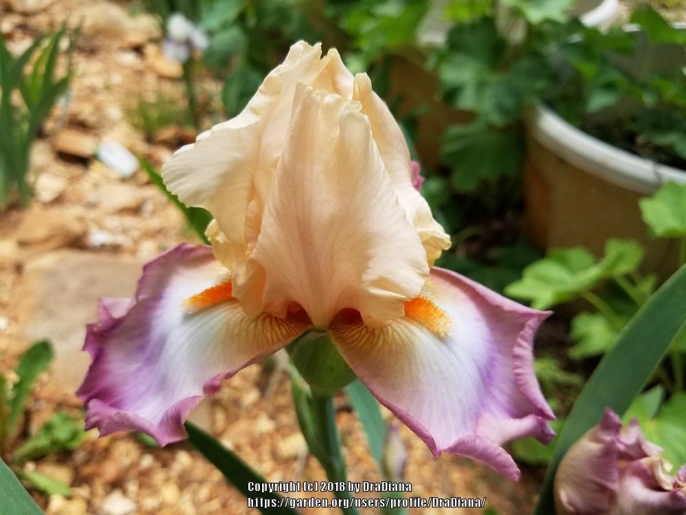 Photo of Tall Bearded Iris (Iris 'Peach Picotee') uploaded by DraDiana