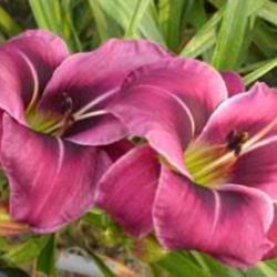 
Photo Courtesy of Westbourne Daylilies Used with Permission