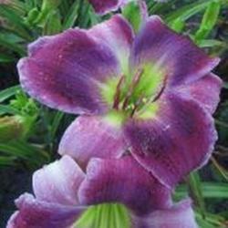 
Date: Photo Courtesy of Westbourne Daylilies Used with Permission