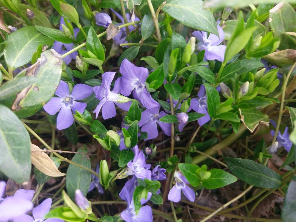 Photo of Lesser Periwinkle (Vinca minor) uploaded by gersonian